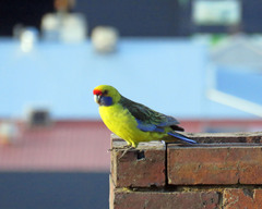 Platycercus caledonicus