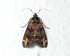 Echanella temperata