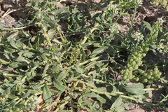 Lepidium appelianum