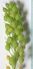 Lepidium appelianum
