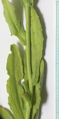 Lepidium appelianum