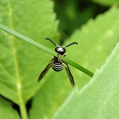 Euodynerus leucomelas