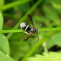 Euodynerus leucomelas