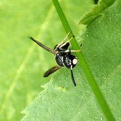 Euodynerus leucomelas