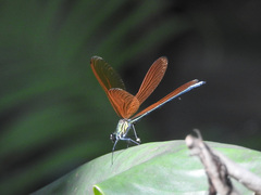 Mnais andersoni