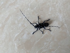 Anoplophora glabripennis