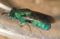 Chrysididae