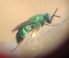 Chrysididae