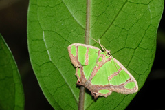 Agathia carissima