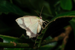 Agathia carissima