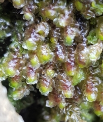 Scapania undulata