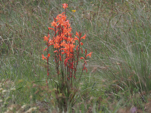 Watsonia pillansii L.Bolus