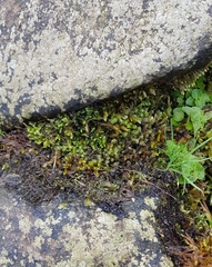 Scapania undulata