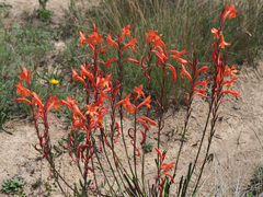Watsonia gladioloides