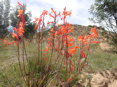 Watsonia gladioloides