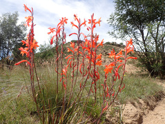 Watsonia gladioloides