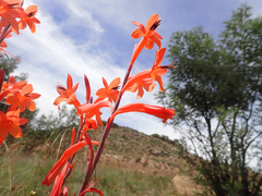 Watsonia gladioloides