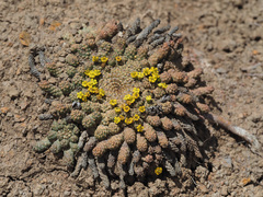 Euphorbia flanaganii