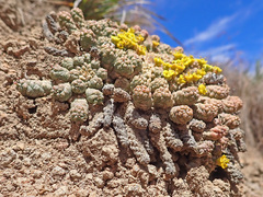 Euphorbia flanaganii