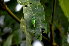 Chrysochroa rajah