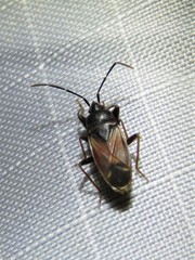 Eremocoris depressus