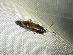 Eremocoris depressus