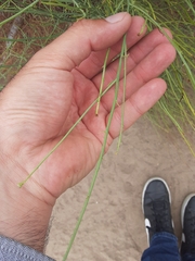 Chloracantha spinosa spinosa