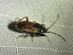 Eremocoris depressus