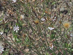 Lactuca inermis