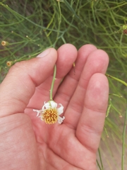 Chloracantha spinosa spinosa