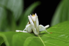 Hymenopus coronatus