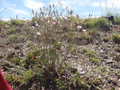 Lactuca inermis