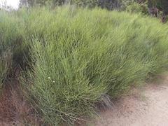 Chloracantha spinosa spinosa