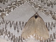 Protodeltote albidula