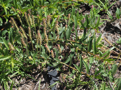 Acalypha punctata punctata