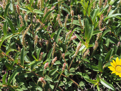 Acalypha punctata punctata