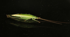 Metiochodes australicus