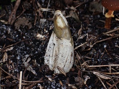 Mutinus cartilagineus