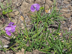 Vigna vexillata angustifolia