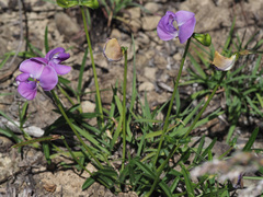 Vigna vexillata angustifolia