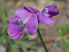 Vigna vexillata angustifolia