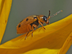 Afromaculepta frontalis