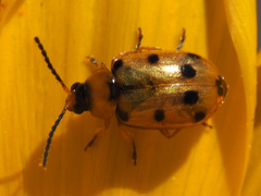 Afromaculepta frontalis