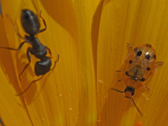 Afromaculepta frontalis