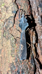 Deroplatys indica