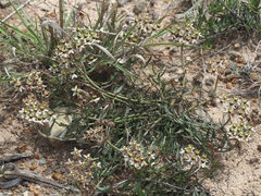 Asclepias multicaulis