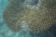 Acropora tenuis