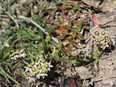Asclepias multicaulis