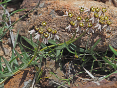 Asclepias multicaulis