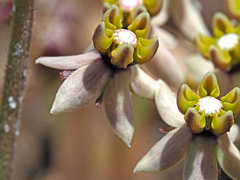Asclepias multicaulis